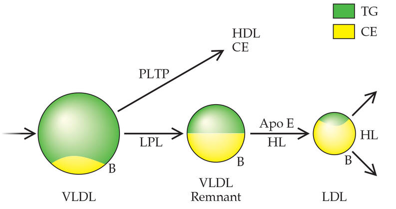 lipde schematisch