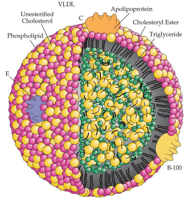 Querschnitt eines Lipoproteins