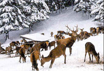 Stag Feeding